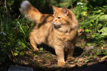 Beautiful red orange cat with a fluffy tail outdoor in garden in nature in sunlight	