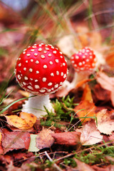 Champignon rouge amanite tue-mouche