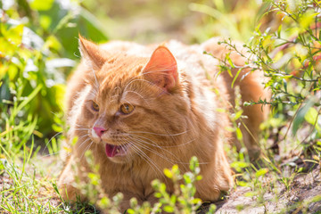 Naklejka na ściany i meble Beautiful red orange cat lies outdoor in summer garden in nature in sunlight