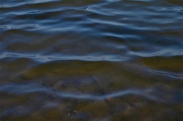 water in the pond in late autumn