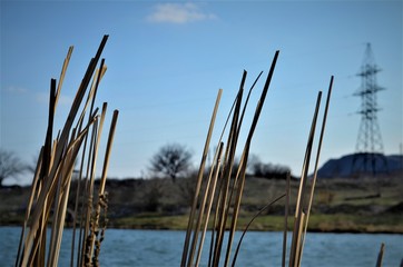 dry reeds on the pond