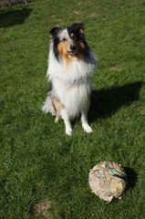 hund spielt ball, Hund play ball