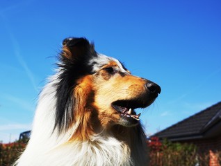 mein Hund beißt nicht