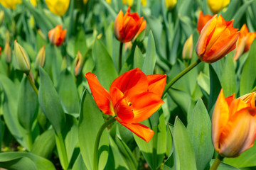 Fototapeta premium tulips, tulip, spring, colorful, bouquet, beautiful,