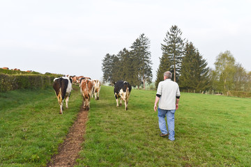 vache elevage betail lait viande agriculture