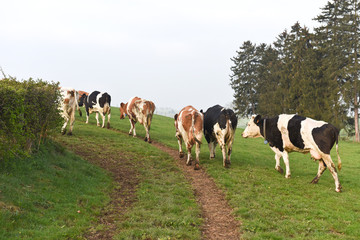 vache elevage betail lait viande agriculture