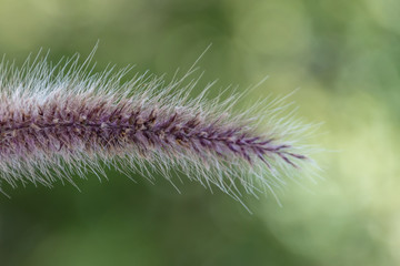 Grass Seed Head