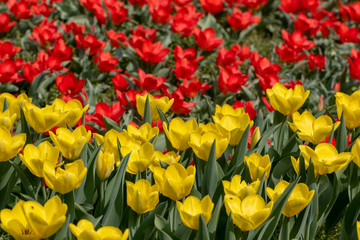Obraz premium tulips, tulip, spring, colorful, bouquet, beautiful