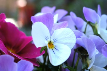 Hornveilchen, Horn-Veilchen, Viola cornuta, Veilchen, Blüte, Blume, Zierpflanze, Gartenpflanze, Grußkarte, Effektbild