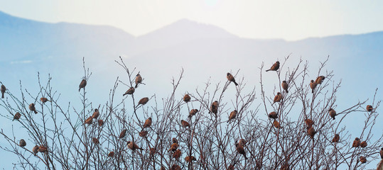 Fototapety  sparrows on the branches of trees. many birds in the trees. birds on a background of mountains. background with birds and mountains