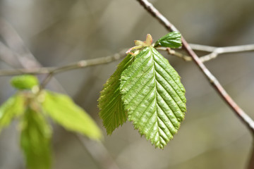feuilles bourgeons hêtres arbre printemps vert