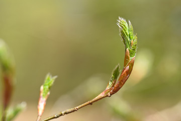 feuilles bourgeons hêtres arbre printemps vert