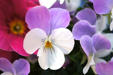 Fototapeta na wymiar Hornveilchen, Horn-Veilchen, Viola cornuta, Veilchen, Blüte, Blume, Zierpflanze, Gartenpflanze, Grußkarte, Effektbild