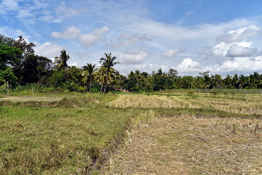 Around the Santiago City, Isabela, Philippines, Santiago City Sightseeing , Rice Field, one of major cities of rice procedures in the Philippines