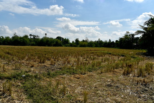 Around the Santiago City, Isabela, Philippines, Santiago City Sightseeing , Rice Field, one of major cities of rice procedures in the Philippines