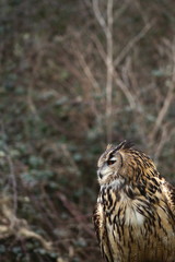 portrait of an eurasian eagle owl