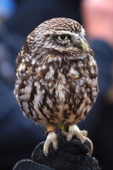 portrait of an owl