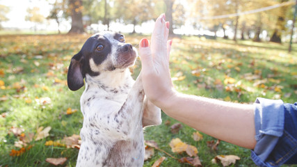 Small dog give person a double high five paws