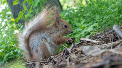 Naklejka na ściany i meble squirrel eating a nut in green grass