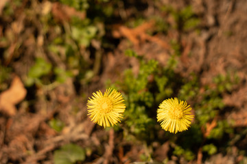 Dandelions in the spring time