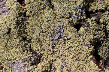  green lichen texture. moss on the tree.