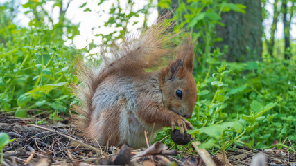 squirrel eating a nut in green grass