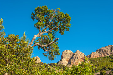 Mountain landscape in the Massif de l'Ésterel near Antheor