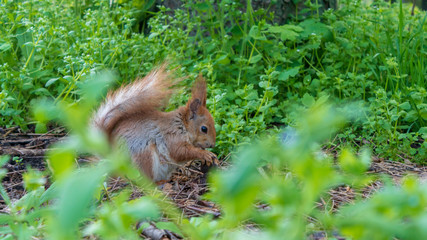 squirrel eating a nut in green grass