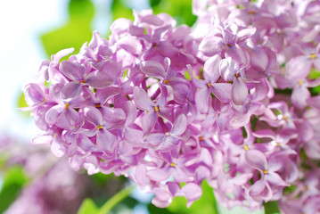 closeup of lilac flowers