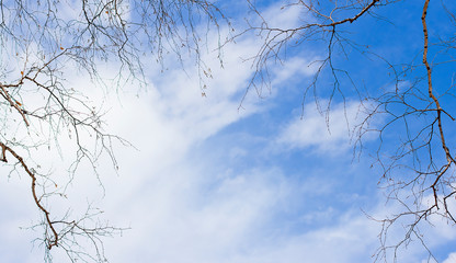 tree branches against the blue sky. sky background