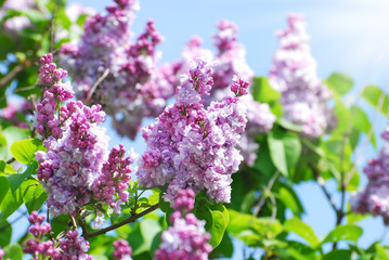 branch of blooming lilac