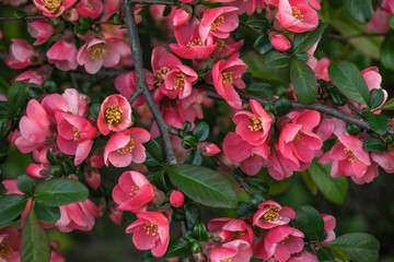 Blossoming chaenomeles (flowering quince, Japanese quince) background
