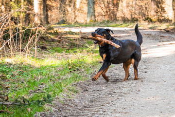 Rottweiler