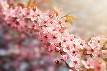 Beautiful blossoming tree branch outdoors