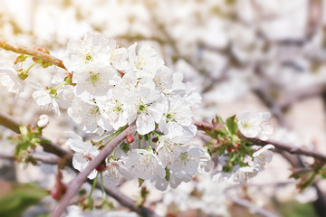 Beautiful blossoming tree branch outdoors