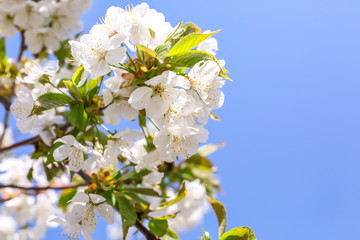 Beautiful blossoming tree branch outdoors