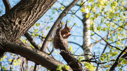 Fototapeta premium Squirrel on tree, eating