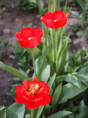 beautiful red tulips growing in the garden