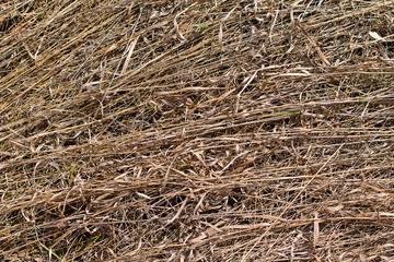  texture of dry hay. dry grass. autumn grass. straw in the field