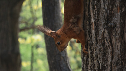 Squirrel on a tree