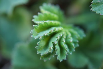 Lady s mantle