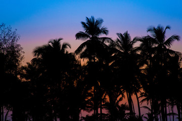 A sunset over a ocean with palm trees silhouettes