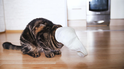 Funny cat with a sock on head helpless