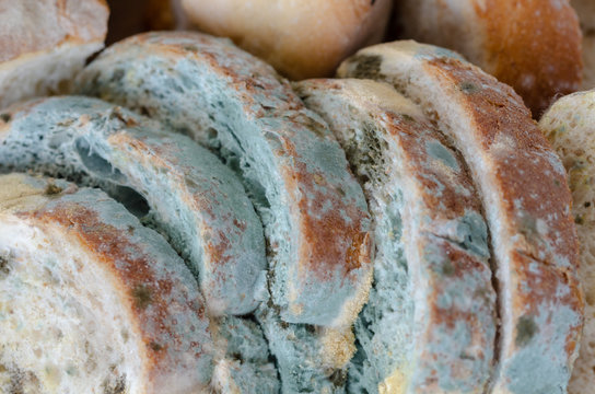 Bread wastage and Moldy bread slices