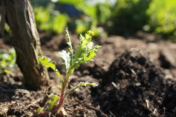 Kreuzkraut,Rucola,gemeines Kreuzkraut,Greiskraut,Giftpflanzen