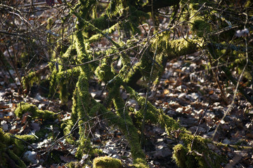 Moosbewachsene Äste und Zweige sowie Totholz auf dem Waldboden im Sonnenlicht. .