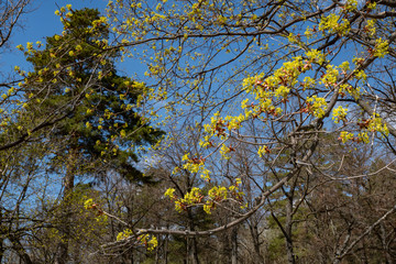 spring, nature, forest, trees, grass, beauty, first, greens, leaves, branch, maple, flowering, inflorescence