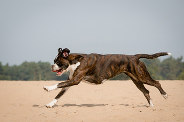 Boxer running sideways