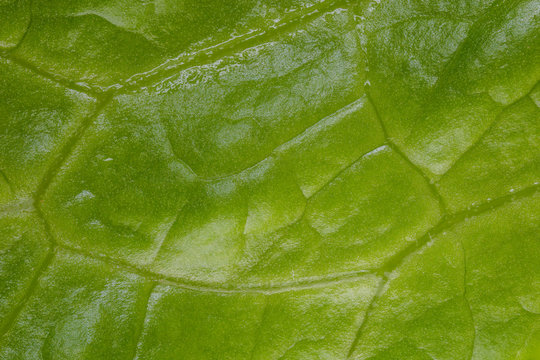 Letuce leaf extreme macro background