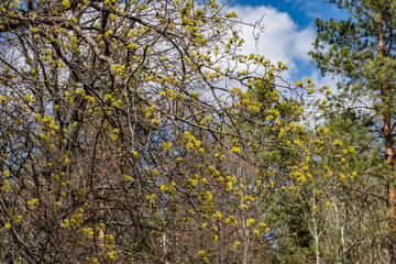 spring, nature, forest, trees, grass, beauty, first, greens, leaves, branch, maple, flowering, inflorescence
